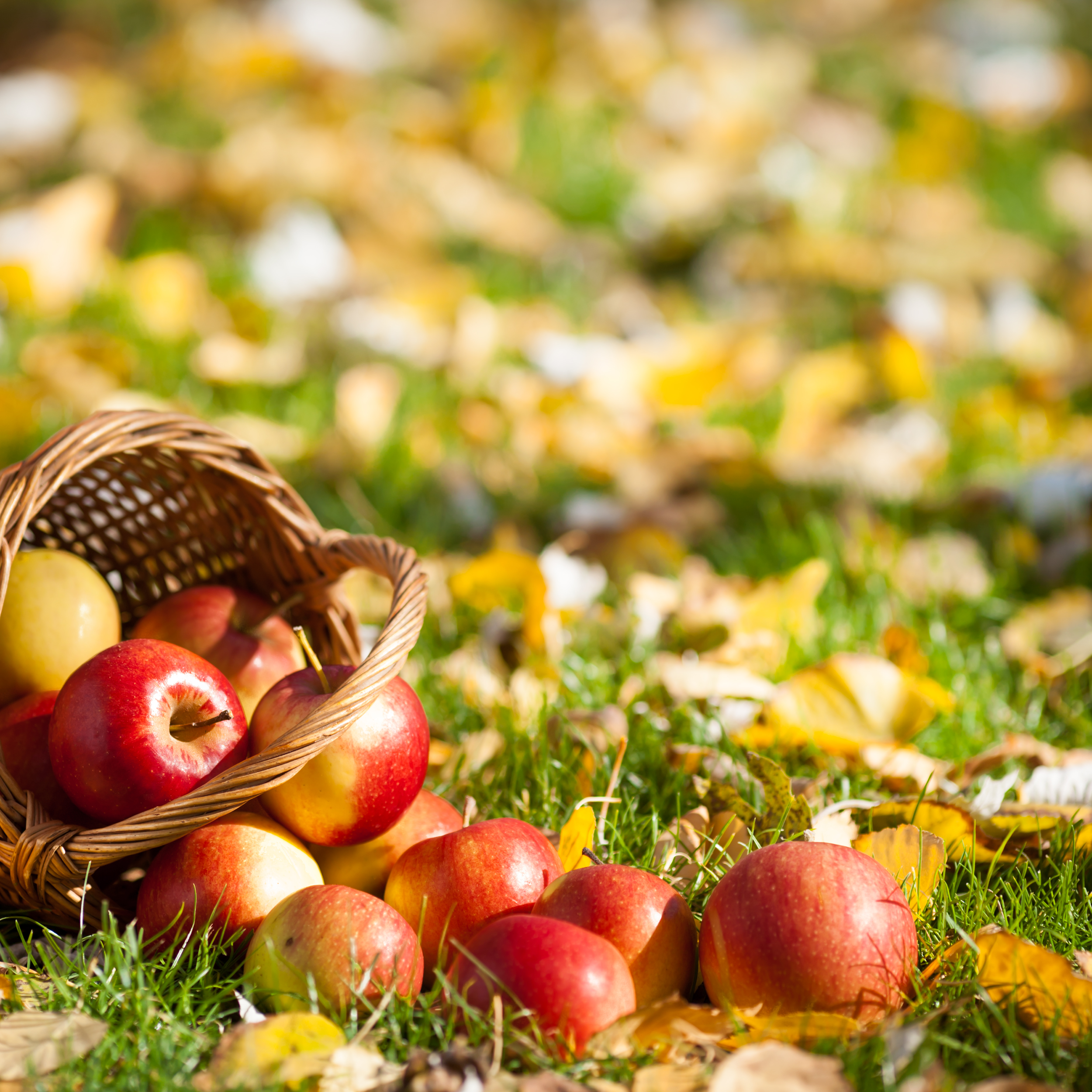 MABON: CELEBRACIÓN DEL EQUINOCCIO OTOÑAL